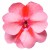 Niecierpek Sunpatiens Vigorous Peach Candy