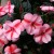 Niecierpek Sunpatiens Vigorous Peach Candy