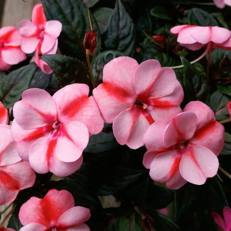 Niecierpek Sunpatiens Vigorous Peach Candy