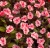 Niecierpek Sunpatiens Vigorous Peach Candy