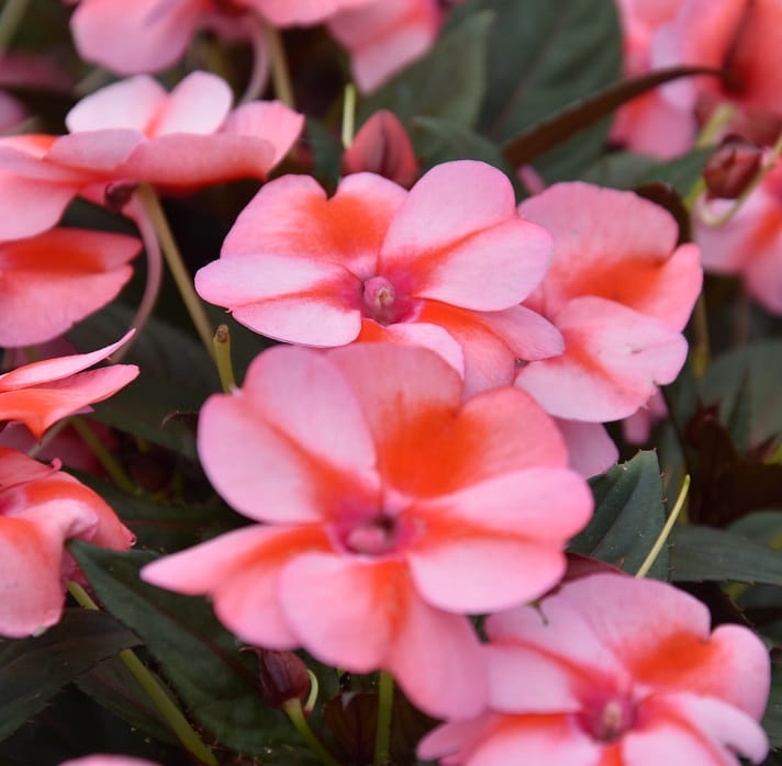 Niecierpek Sunpatiens Vigorous Peach Candy