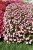 Niecierpek Sunpatiens Vigorous Peach Candy