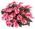 Niecierpek Sunpatiens Vigorous Peach Candy
