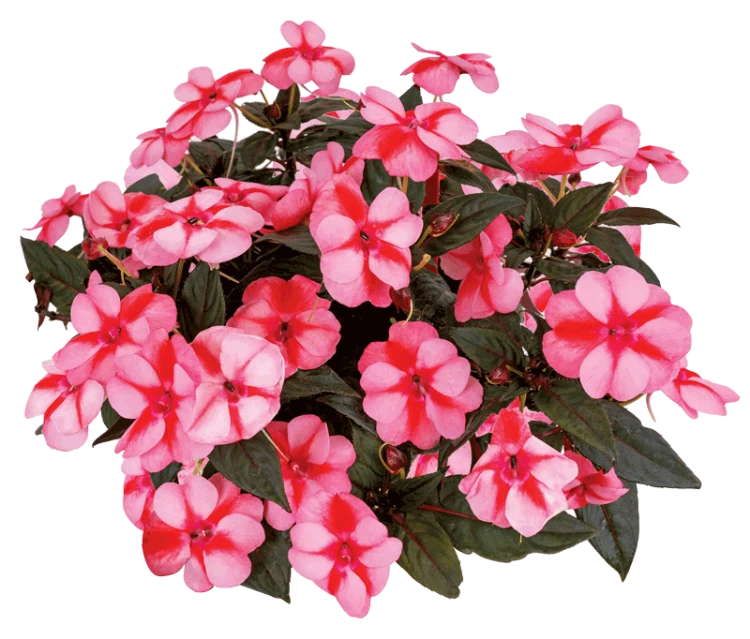 Niecierpek Sunpatiens Vigorous Peach Candy