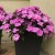 Niecierpek Sunpatiens Vigorous Lavender Splash