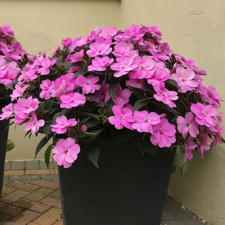 Niecierpek Sunpatiens Vigorous Lavender Splash