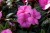 Niecierpek Sunpatiens Vigorous Lavender Splash