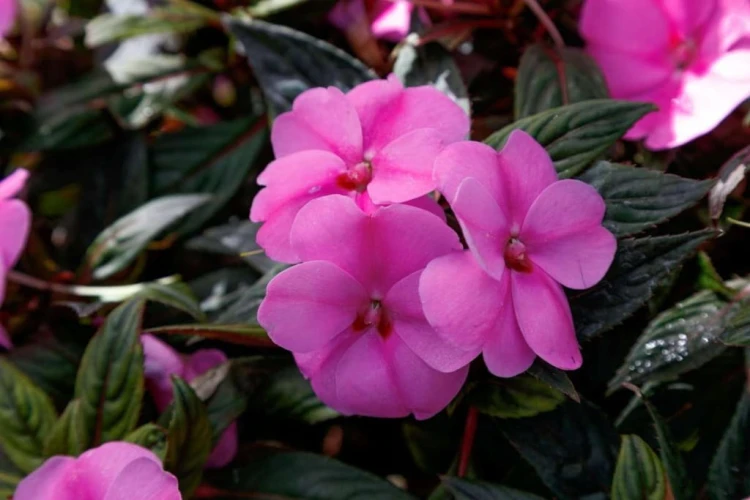 Niecierpek Sunpatiens Vigorous Lavender Splash