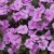 Niecierpek Sunpatiens Vigorous Lavender Splash