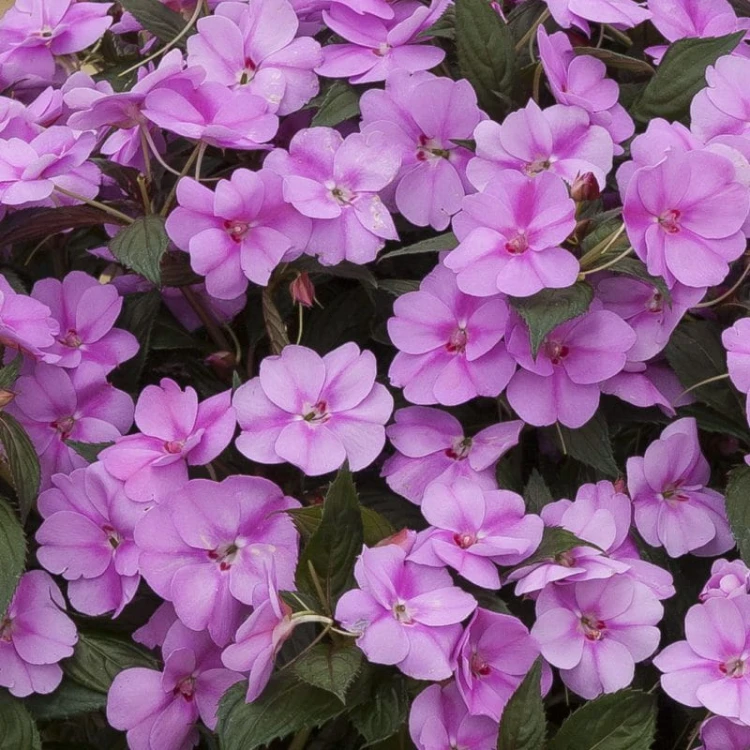 Niecierpek Sunpatiens Vigorous Lavender Splash