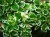 Komarzyca – Plectranthus p9