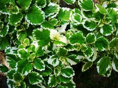 Komarzyca – Plectranthus p9