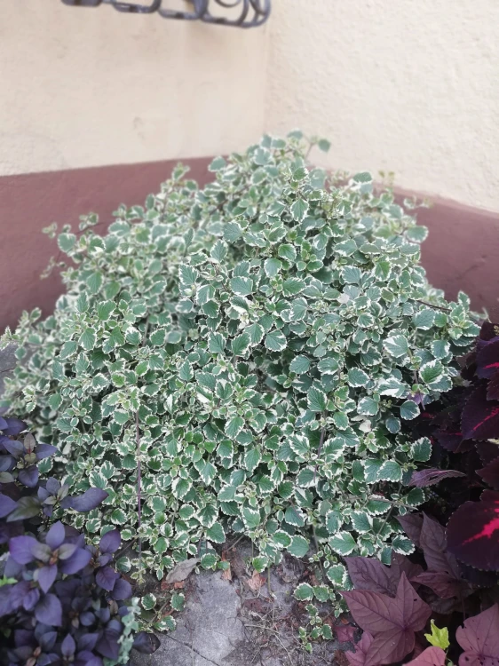 Komarzyca – Plectranthus p9