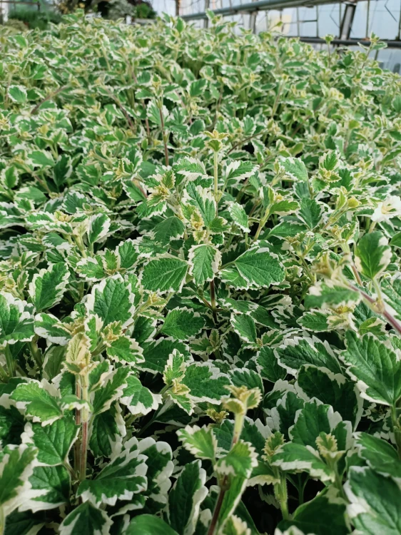 Komarzyca – Plectranthus p9