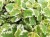 Komarzyca – Plectranthus p9