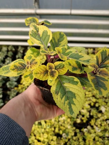 Komarzyca – Plectranthus Nico Yellow p9