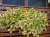 Komarzyca – Plectranthus Nico Yellow p9