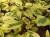 Komarzyca – Plectranthus Nico Yellow p9