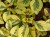 Komarzyca – Plectranthus Nico Yellow p9