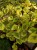 Komarzyca – Plectranthus Nico Yellow p9