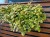 Komarzyca – Plectranthus Nico Yellow p9