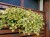 Komarzyca – Plectranthus Nico Yellow p9
