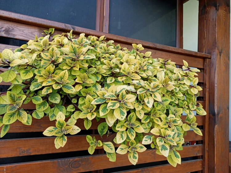 Komarzyca – Plectranthus Nico Yellow p9
