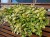 Komarzyca – Plectranthus Nico Yellow p9