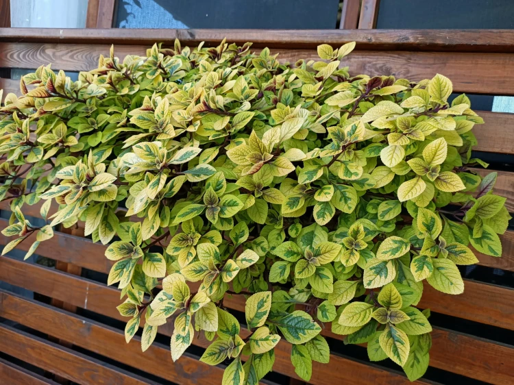 Komarzyca – Plectranthus Nico Yellow p9