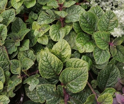 Komarzyca – Plectranthus Nico Dark Green p9