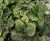 Komarzyca – Plectranthus Nico Dark Green p9