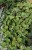 Komarzyca – Plectranthus Nico Dark Green p9