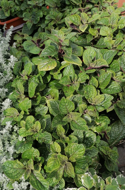 Komarzyca – Plectranthus Nico Dark Green p9