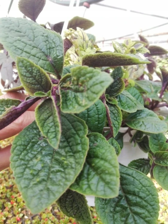 Komarzyca – Plectranthus Nico Dark Green p9