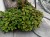 Komarzyca – Plectranthus Nico Dark Green p9
