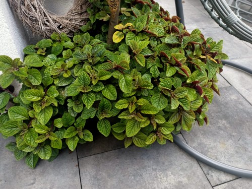 Komarzyca – Plectranthus Nico Dark Green p9