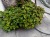 Komarzyca – Plectranthus Nico Dark Green p9