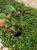 Komarzyca – Plectranthus Nico Dark Green p9
