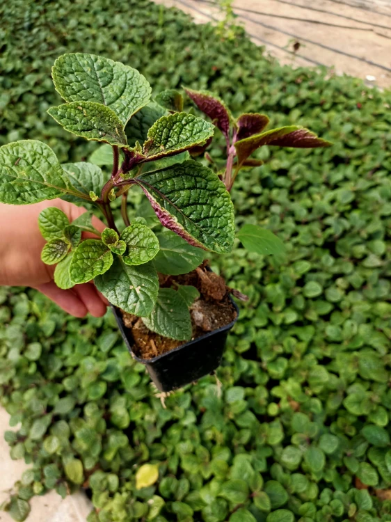 Komarzyca – Plectranthus Nico Dark Green p9