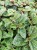 Komarzyca – Plectranthus Nico Dark Green p9