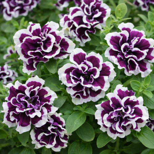 SURFINIA PETUNIA Tumbelina Bella pełna p9