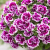 SURFINIA PETUNIA Tumbelina Bella pełna p9