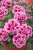 SURFINIA PETUNIA Tumbelina Francesca p9