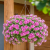 SURFINIA PETUNIA Tumbelina Francesca p9