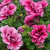 SURFINIA PETUNIA Tumbelina Francesca p9