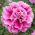SURFINIA PETUNIA Tumbelina Francesca p9
