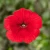 Surfinia Petunia Sanguna Red Imp.