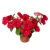 Surfinia Petunia Sanguna Red Imp.