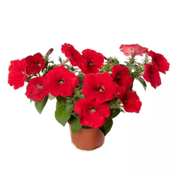 Surfinia Petunia Sanguna Red Imp.