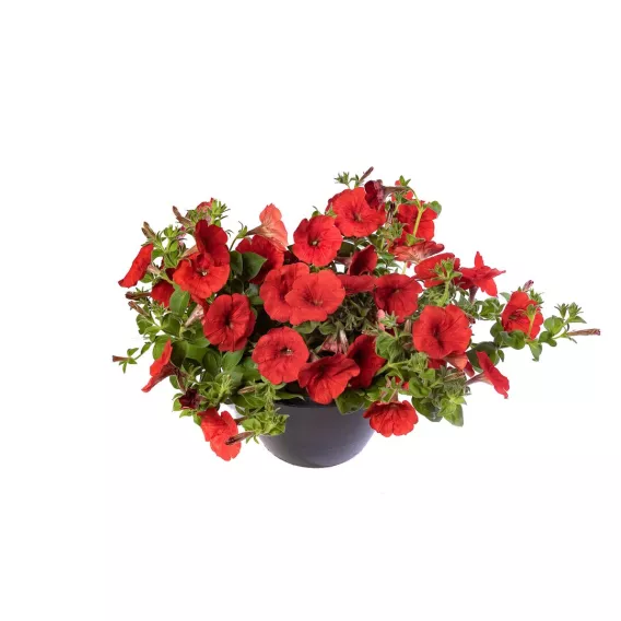 Surfinia Petunia Sanguna Red Imp.